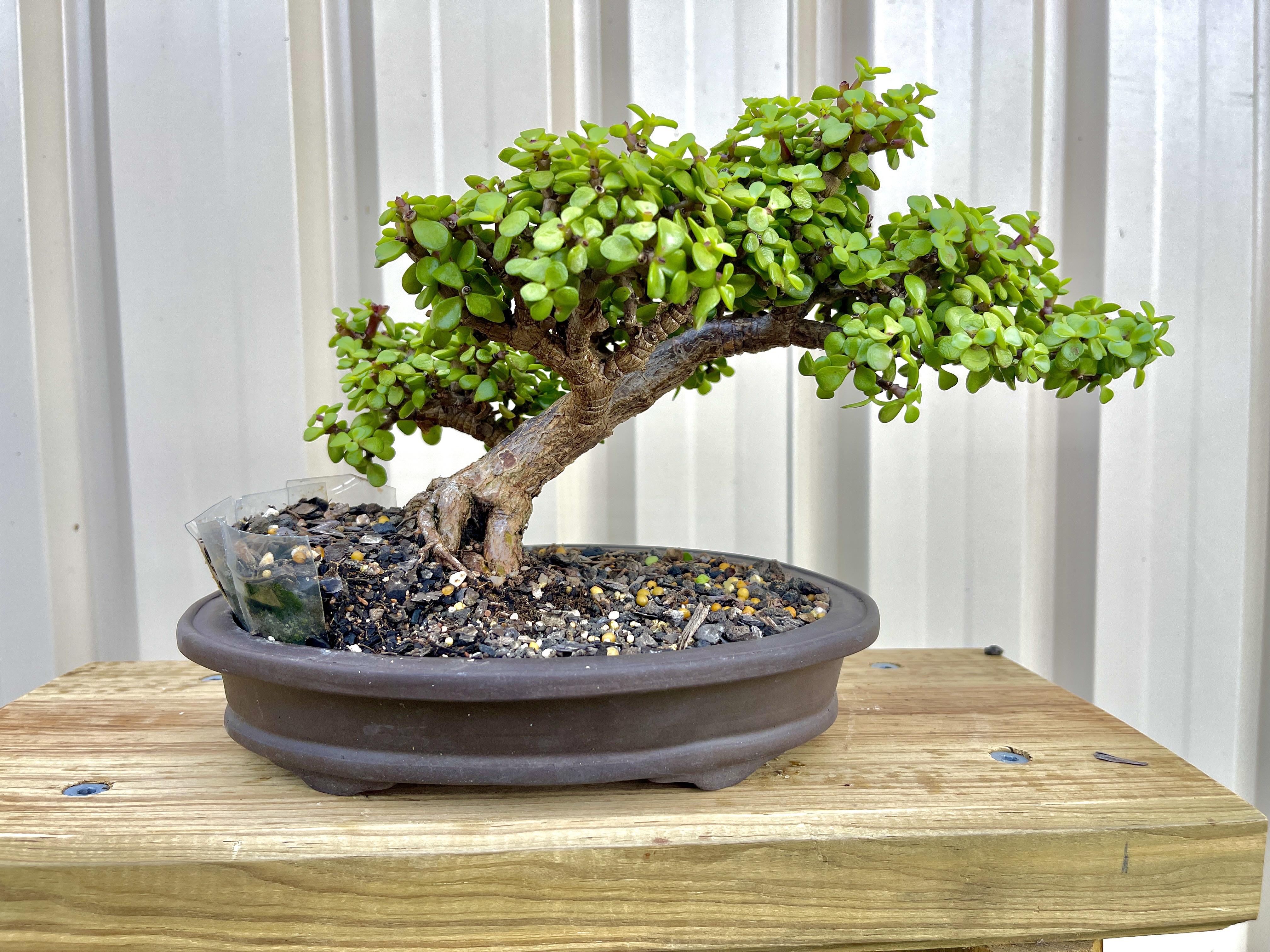 A dwarf jade bonsai with small rounded leaves in a shallow pot on a tabletop near a sunny window