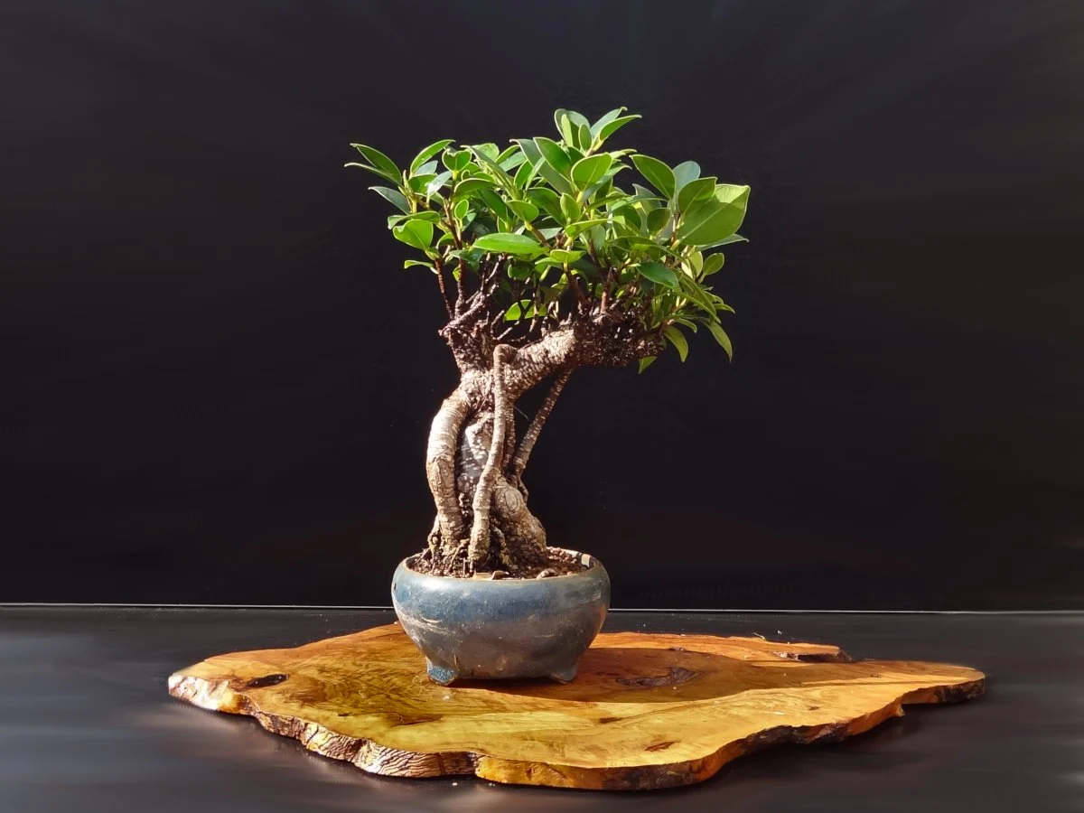 A small ficus ginseng bonsai tree in a shallow ceramic pot on a bright indoor windowsill, with natural daylight and a simple living room background