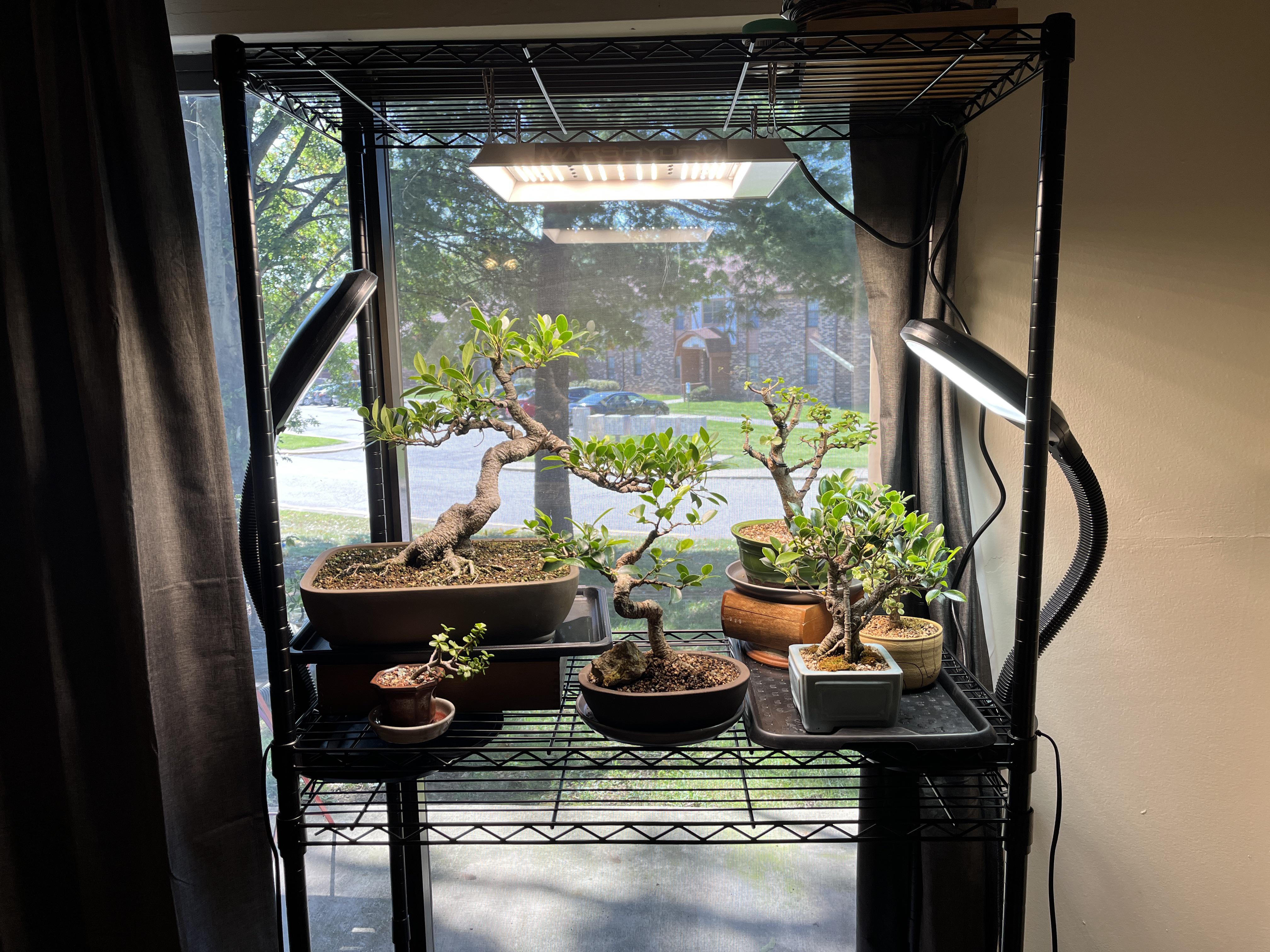 A small indoor bonsai tree on a shelf under a bright LED grow light in a cozy living room