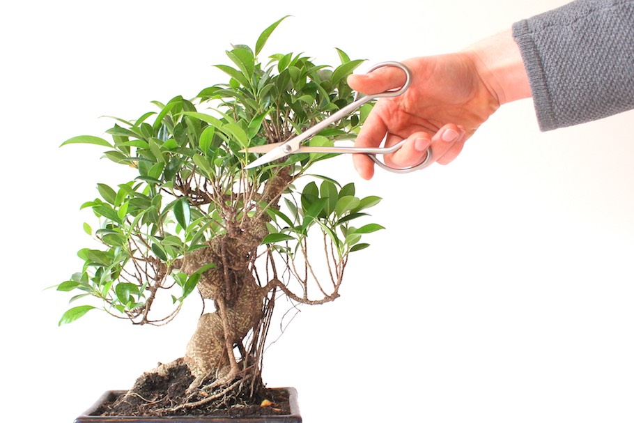 Hands using small pruning scissors to trim new growth on a ficus bonsai on a table near a window